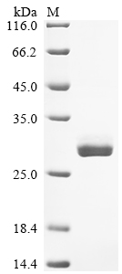 Recombinant Human cytomegalovirus Enhanced green fluorescent protein (egfp)