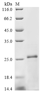 Recombinant Bovine Transforming growth factor beta-2 (TGFB2), partial