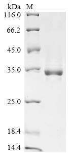 Recombinant Bovine Insulin-like growth factor I (IGF1)