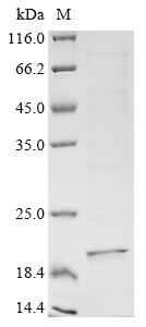 Recombinant Human Collagen alpha-1 (VIII) chain (COL8A1), partial