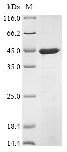 Recombinant Mesocricetus auratus Interleukin-12 subunit beta (IL12B)