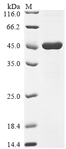 Recombinant Rat Interleukin-1 receptor accessory protein (Il1rap), partial