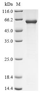 Recombinant Rat RanBP-type and C3HC4-type zinc finger-containing protein 1 (Rbck1)