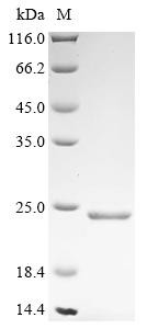 Recombinant Dog B-lymphocyte antigen CD20 (MS4A1), partial