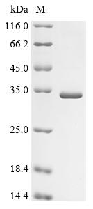 Recombinant Rabbit Fibroblast growth factor 2 (FGF2), partial