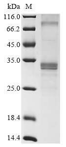 Recombinant Mouse Membrane-spanning 4-domains subfamily A member 6D (Ms4a6d)