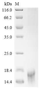 Recombinant Human Delta-like protein 3 (DLL3), partial (Active)