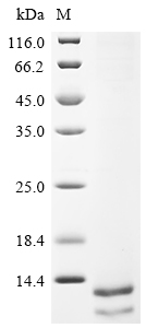 Recombinant Human Delta-like protein 3 (DLL3), partial (Active)