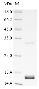 Recombinant Human Vascular endothelial growth factor B (VEGFB), partial