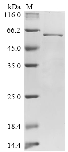 Recombinant Canine coronavirus Nucleoprotein (N)