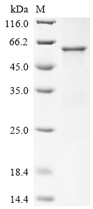 Recombinant Human Myelin-associated glycoprotein (MAG), partial