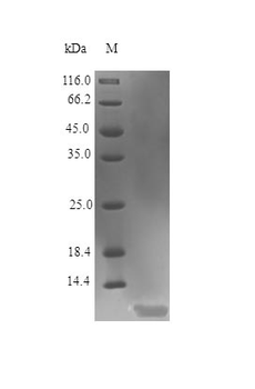 Recombinant Human Insulin-like growth factor I protein (IGF1),15N Stable Isotope Labeled (Active)