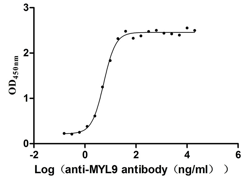Recombinant Human Myosin regulatory light polypeptide 9 (MYL9) (Active)