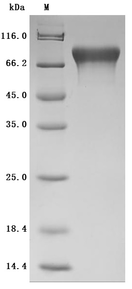 Recombinant Human Cell adhesion molecule 1 (CADM1), partial (Active)