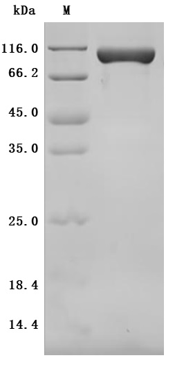 Recombinant Mouse CUB domain-containing protein 1 (Cdcp1), partial (Active)