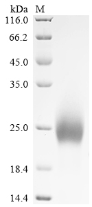 Recombinant Mouse Lymphocyte antigen 6 complex locus protein G6d (Ly6g6d) (Active)