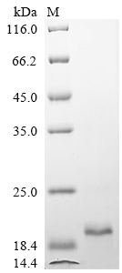 Recombinant Chicken Fibroblast growth factor 2 (FGF2)
