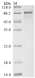 Recombinant Mesocricetus auratus Angiotensin-converting enzyme (Ace2), partial