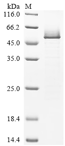 Recombinant Human Serpin H1 (SERPINH1)
