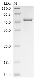 Recombinant Xenopus laevis Decapping and exoribonuclease protein (dxo)