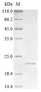 Recombinant Human Signal peptide, CUB and EGF-like domain-containing protein 3 (SCUBE3), partial