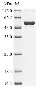 Recombinant Mouse Angiopoietin-related protein 3 (Angptl3)