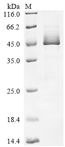 Recombinant Human Serpin H1 (SERPINH1)