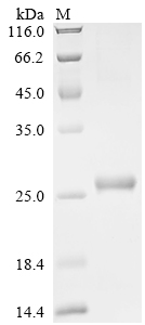 Recombinant Human Insulin-like growth factor-binding protein 3 receptor (TMEM219), partial