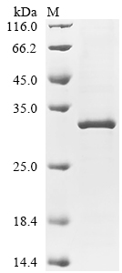 Recombinant Mouse Collagen alpha-1 (IV) chain (Col4a1), partial