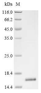 Recombinant Mesocricetus auratus Interleukin-4 (Il4)