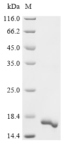 Recombinant Mesocricetus auratus Interleukin-2 (IL-2)