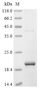 Recombinant Mesocricetus auratus T-cell surface glycoprotein CD8 alpha chain (Cd8a), partial