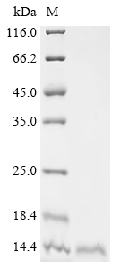 Recombinant Mesocricetus auratus T-cell surface glycoprotein CD3 epsilon chain (Cd3e), partial