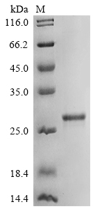 Recombinant Human Lymphocyte antigen 86 (LY86)