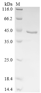 Recombinant Human Hypoxia up-regulated protein 1 (HYOU1), partial