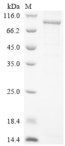 Recombinant Human Interleukin-12 receptor subunit beta-1 (IL12RB1), partial