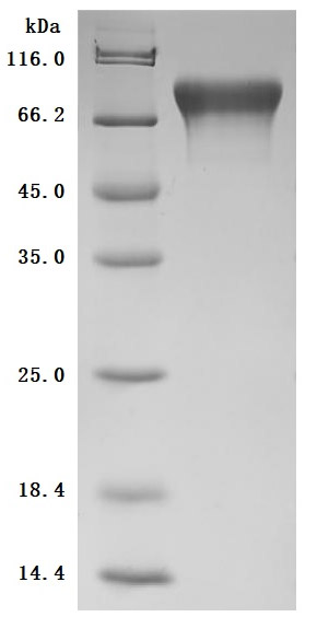 Recombinant Mouse Cell adhesion molecule 1 (Cadm1), partial (Active)