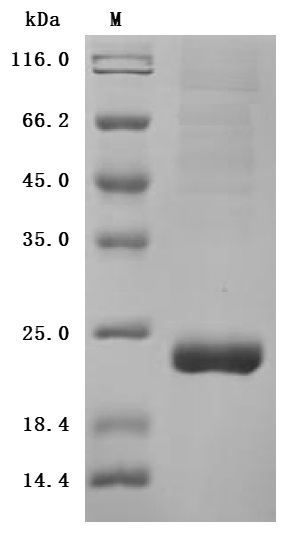 Recombinant Macaca fascicularis zymogen granule protein 16 homolog B (ZG16B) (Active)