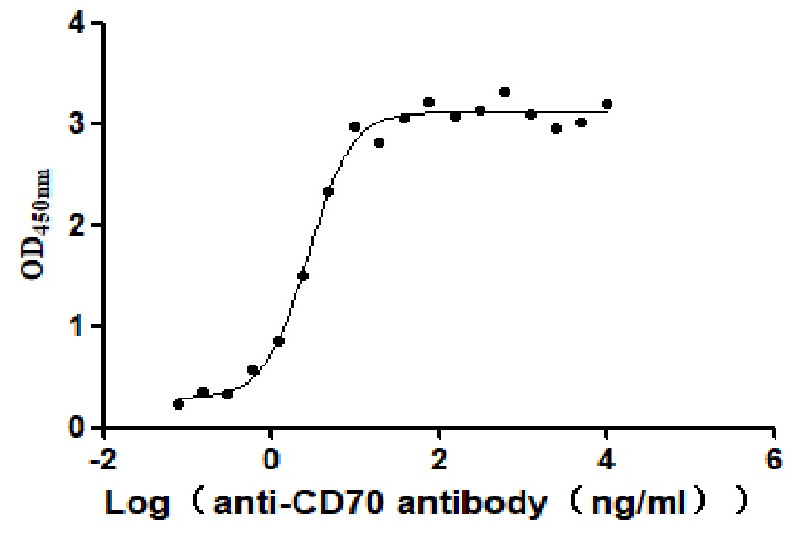 Recombinant Human CD70 antigen (CD70), partial (Active)