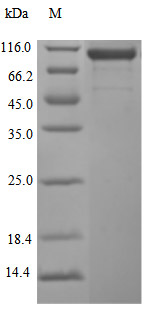 Recombinant Human Cadherin-17 (CDH17), partial (Active)