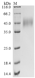 Recombinant Human Natural killer cell receptor 2B4 (CD244), partial