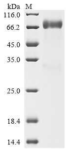 Recombinant Human Natural killer cell receptor 2B4 (CD244), partial