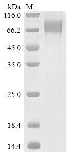 Recombinant Human Interleukin-10 receptor subunit alpha (IL10RA), partial