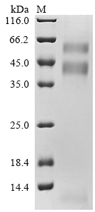 Recombinant Human Transforming growth factor beta-1 proprotein (TGFB1) (C33S)