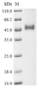 Recombinant Human Proprotein convertase subtilisin/kexin type 6 (PCSK6), partial