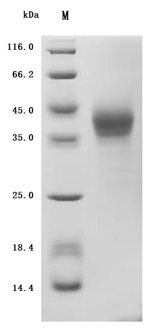 Recombinant Human Leukemia inhibitory factor (LIF)
