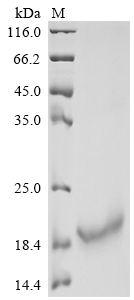 Recombinant Human Interleukin-10 (IL10)