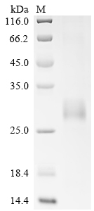 Recombinant Pig Tumor necrosis factor receptor superfamily member 5 (CD40), partial