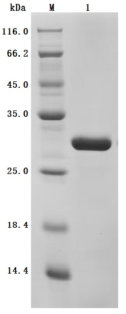 Recombinant Human Myosin regulatory light chain 12A (MYL12A) (Active)