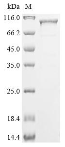 Recombinant Human Cholesterol side-chain cleavage enzyme, mitochondrial (CYP11A1), Biotinylated